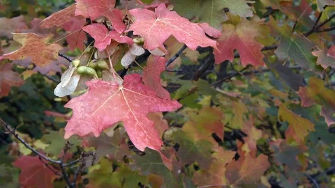 Fall Leaves in the rockies Stock Footage 91076951