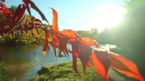 Fall leaves rustle on a bright sunny fall day, Maine, close up Stock Footage 43251387