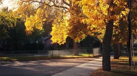 Fall Leaves Rustling and Blowing in the Wind ona Residential Street Stock Footage 68659828