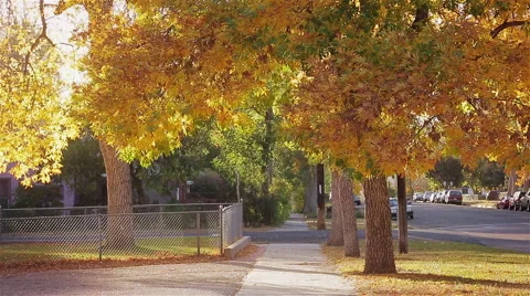 Fall Leaves Rustling and Blowing in the Wind on a Residential Street Stock Footage 68660462