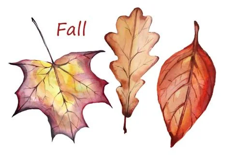 Fall leaves set. Hand drawn watercolor. Floral Herb Design elements. Perfect for 스톡 일러스트