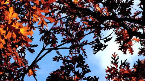 Fall Leaves in the Sky Stock Footage 25000523