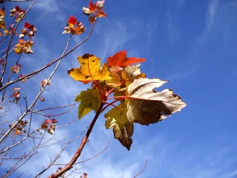 Fall Leave's in the Sky Stock Photos