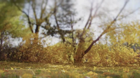 Fall leaves slow motion tilt shift Vídeos de archivo 35947641