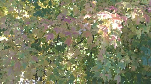Fall Leaves, Slow Pan Stock Footage 281484