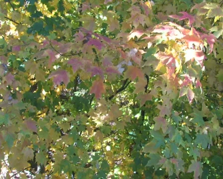 Fall Leaves, Slow Pan Stock Footage 283200