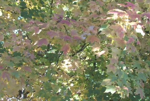 Fall Leaves, Slow Pan Stock Footage 283664