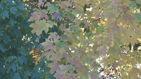 Fall Leaves, Slow Tilt Stock Footage 281491