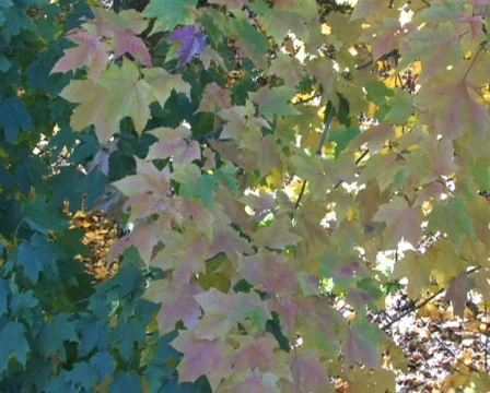 Fall Leaves, Slow Tilt Stock Footage 283204