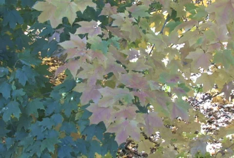 Fall Leaves, Slow Tilt Stock Footage 283671