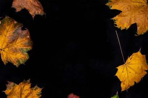 Fall leaves on a solid black background. 스톡 사진