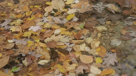 Fall Leaves [Static] Stock Footage 32183185