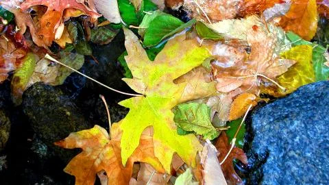 Fall leaves in stream Stock Photos