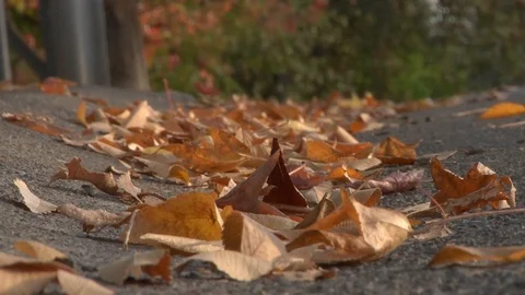 Fall Leaves in Street Gutter Hand Held Autumn Nature Stock Footage 99072980
