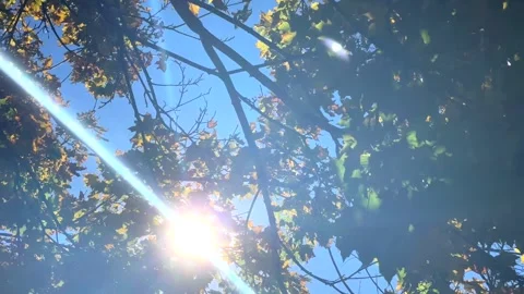 Fall Leaves with Sun Burst Stock Footage 291298724