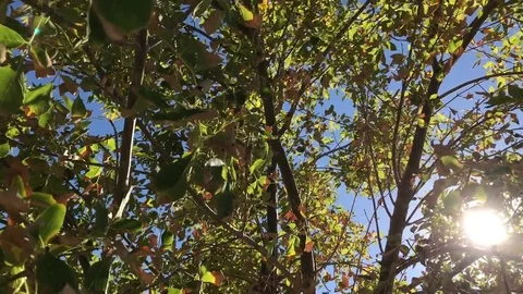 Fall Leaves with Sun Shining Through - HD Video Footage Stock Footage 74130381