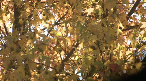 Fall leaves with sun shinning through Stock Footage 32352635