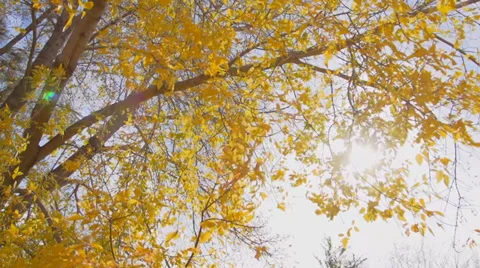Fall leaves sun slow motion Stock-Footage 35947661