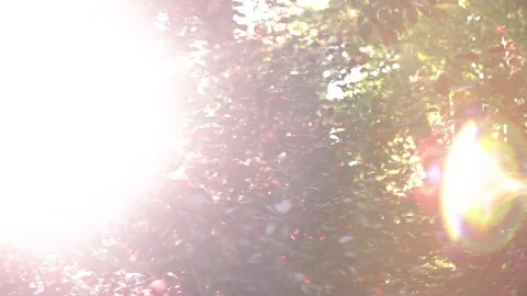Fall Leaves Sunflare Video stock 73836835
