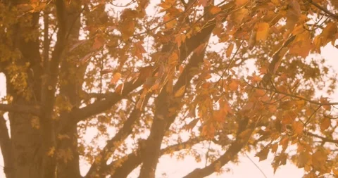 Fall Leaves at Sunset Stock Footage 321795824