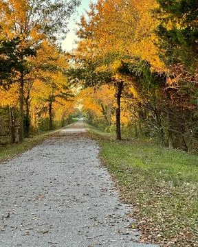 Fall Leaves at Sunset  Stock Photos