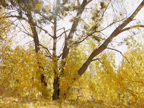 Fall leaves super slow motion yellow Vídeos de archivo 35947692