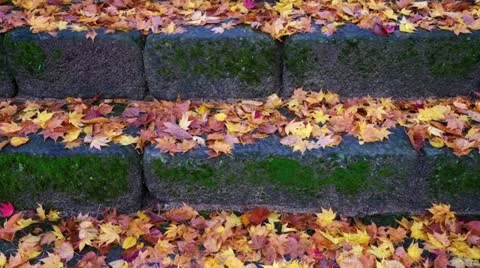 Fall Leaves On Temple Steps Stock Footage 20625086