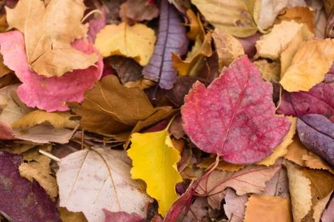 Fall Leaves Texture in Central Oregon Stock Photos