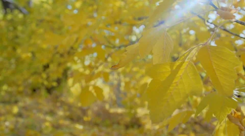 Fall leaves tight slow motion Vídeos de archivo 35948046