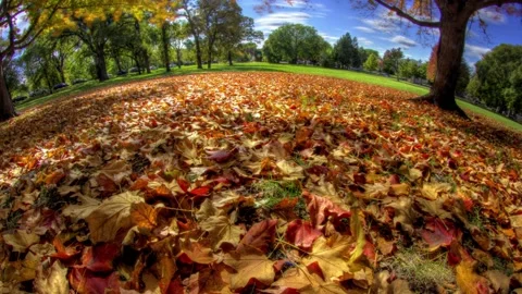 Fall Leaves Transition Into Winter Snow - Time Lapse 库存影片 141064601