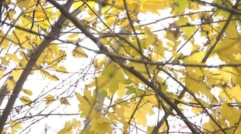 Fall leaves in tree 01 by dwking Stock-Footage 12490979
