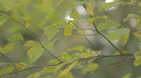 Fall Leaves on tree blowing in wind Stock-Footage 32182732