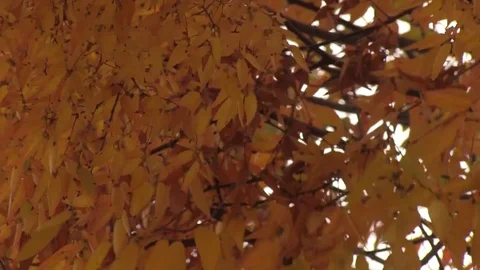 Fall leaves on tree blowing in wind Stock Footage 83098322