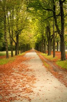 Fall Leaves on a Tree-Lined Path Stock Photos