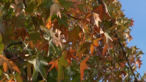 Fall Leaves on Tree Multiple Colors Blue Sky Autumn Nature Video stock 99078009