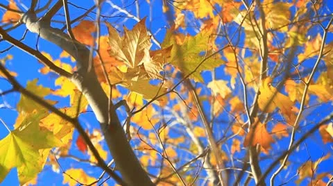 Fall leaves on tree-MVI 6360 Stock Footage 9277702
