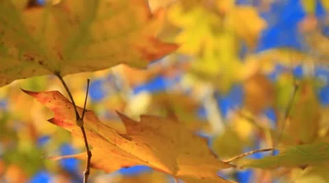 Fall leaves on tree-MVI 6362 Stock Footage 9282378