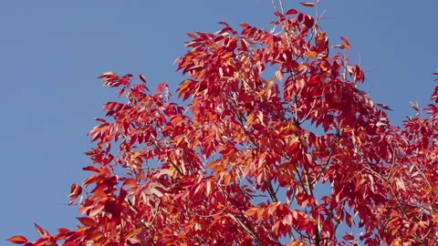 Fall leaves of tree outdoor. Autumn leaves. Nature in fall season. Autumnal leaf Stock Footage 346718777