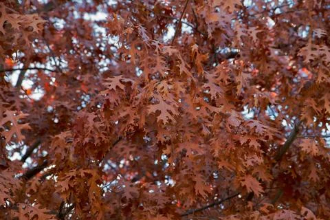 Fall leaves on tree Stock Photos