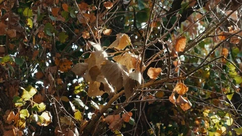 Fall leaves on tree side light in forest Stock Footage 256597215