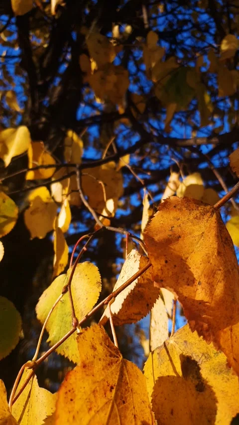 Fall leaves on a tree in the sunlight close-up vertical. Yellow fall leaves Stock-Footage 347404878