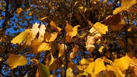 Fall leaves on a tree in the sunlight close-up. Yellow fall leaves. 스톡 동영상 347404905