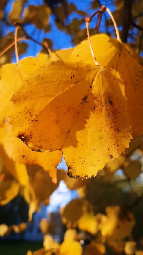 Fall leaves on a tree in the sunlight close-up vertical. Yellow fall leaves. Video stock 347404953