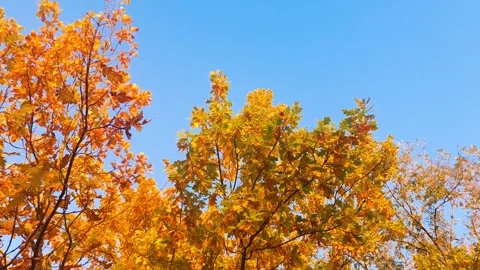 Fall leaves on a tree in the sunlight. A colorful fall tree daytime. Stock Footage 346731977