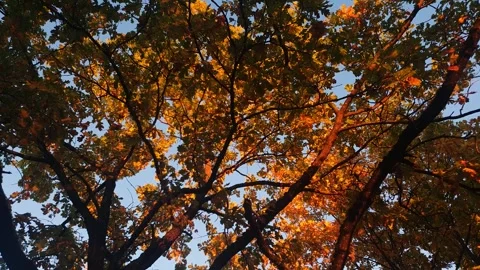Fall leaves on a tree in sunlight. Yellow leaves. Colorful fall tree daytime. Stock Footage 346731967