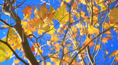 Fall leaves on tree2-MVI 6360 Stock Footage 9282253