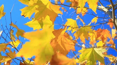 Fall leaves on tree3-MVI 6360 Stock Footage 9282383