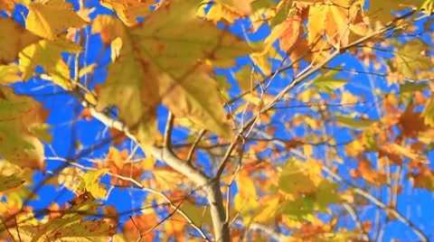 Fall leaves on tree4-MVI 6360 Stock Footage 9280545