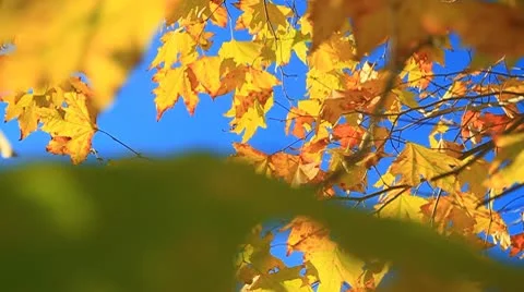 Fall leaves on tree5-MVI 6360 Stock Footage 9282467