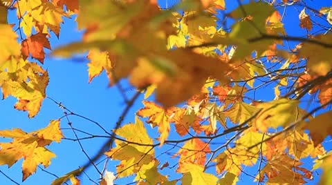 Fall leaves on tree6-MVI 6360 Stock Footage 9280772